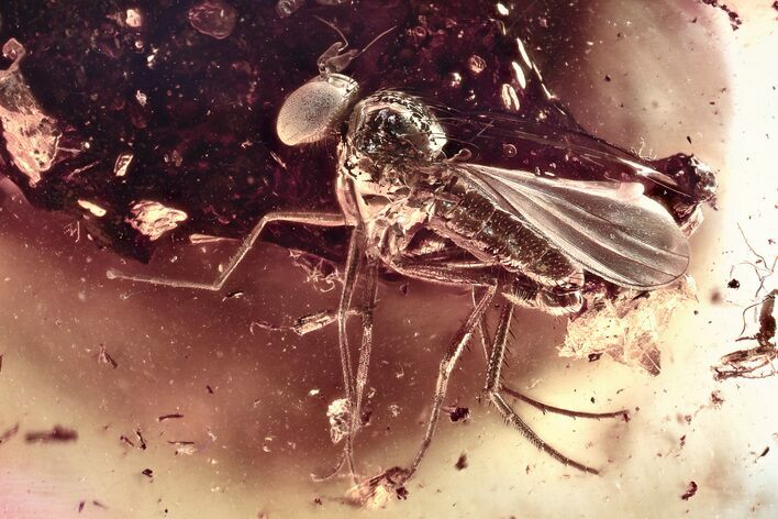 Detailed Fossil Long-Legged Fly (Dolichopodidae) in Baltic Amber #372563